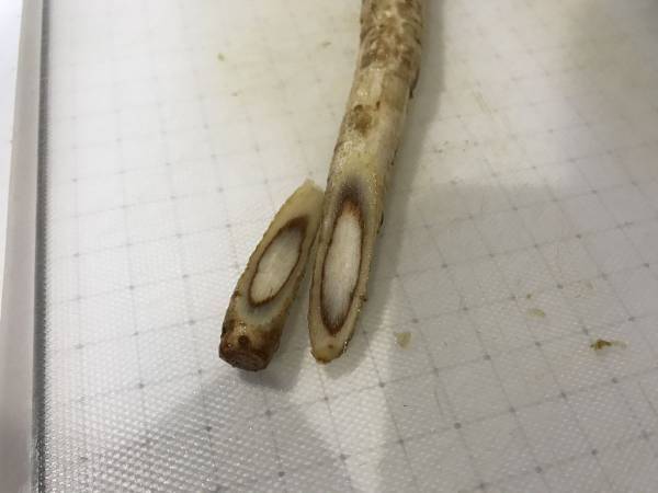 ゴボウを切ったらピンク色　その理由は…　企業の解説に「勘違いしてた」