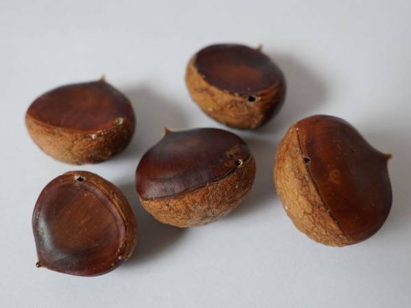 『栗の実』に空いた小さな穴　コレ何？　正体に「初めて知りました」