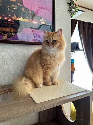 猫を洗っていた飼い主「ごめん、１回笑わせて」　思わず手を止めた表情が？