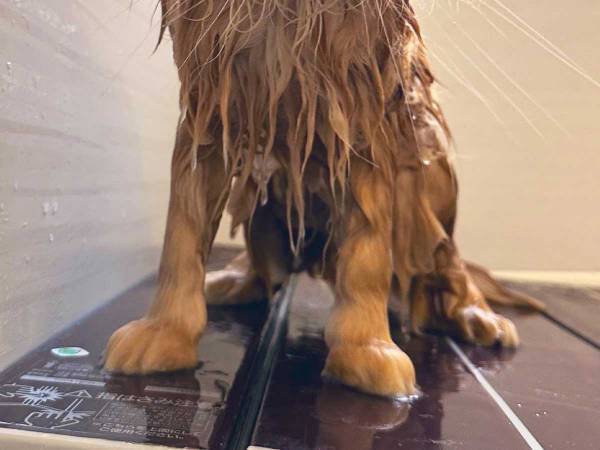 猫を洗っていた飼い主「ごめん、１回笑わせて」　思わず手を止めた表情が？