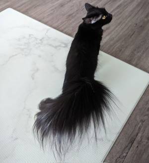 飼い主「金魚だったかも知れない」　猫のはずなのに下半身が…