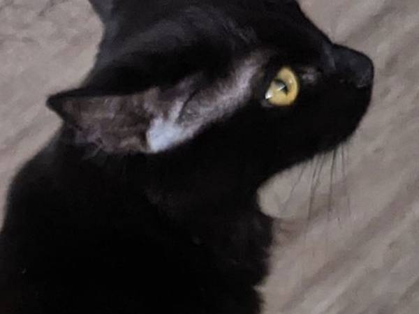 飼い主「金魚だったかも知れない」　猫のはずなのに下半身が…