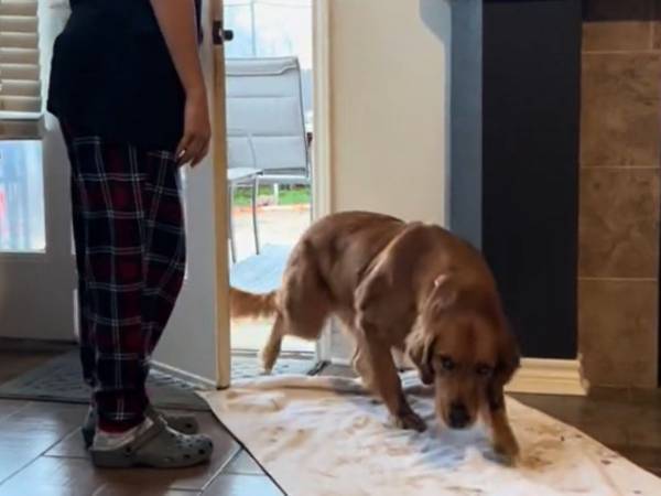 泥だらけの足で家に入ってきた犬　続く『行動』に「なんてお行儀がいい子！」