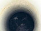 さすがオーストラリア　排水管の中から見つかった『珍しい動物』とは…？