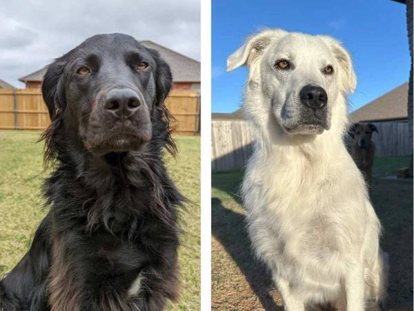 黒い犬と白い犬　実は２匹は…？　「信じられない！」「なんという変身ぶり」