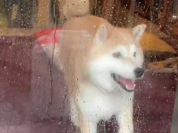 「こんな犬、初めて見た」　１７秒間でテンションが違いすぎる動画に「笑った」