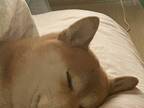 GWに撮った『寝ている柴犬』　その姿に「爆笑した」「もはや犬ではない」