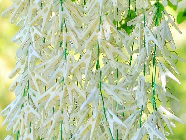 プロが撮った藤の花、多くの人が見間違えた理由とは？　「だまされた」「思わず二度見」