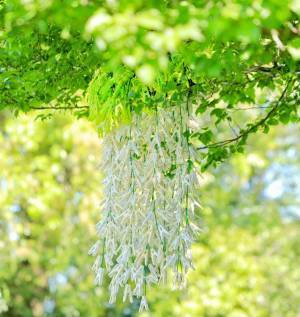 プロが撮った藤の花、多くの人が見間違えた理由とは？　「だまされた」「思わず二度見」