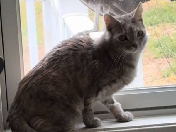 「迫力がすごい」　バードウォッチングをする猫が見ている『鳥』は…？