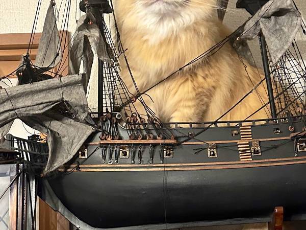 家の中で愛猫を探していたら？　『ドヤ顔』で座っていた場所に爆笑！