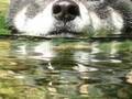 夏日に水に浸かる柴犬　表情を見て飼い主がひと言「今までの経験上…」