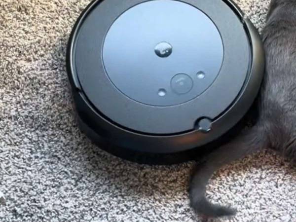 「ルンバ壊れた？」　掃除がはかどらない『原因』に「爆笑した」「嬉しそう」