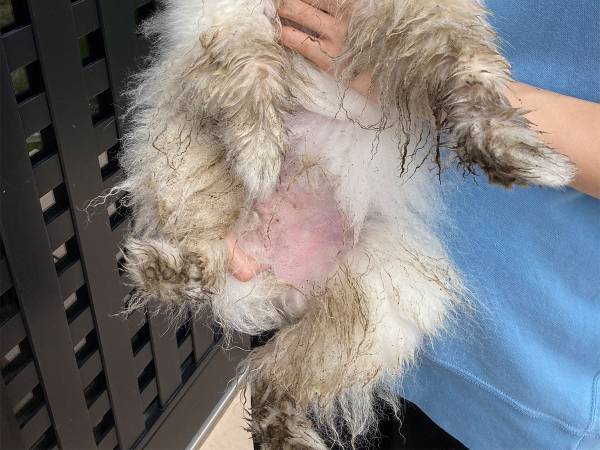 飼い主「目を離した隙に」　ポメラニアンの表情にご注目！