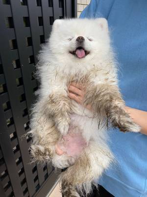 飼い主「目を離した隙に」　ポメラニアンの表情にご注目！