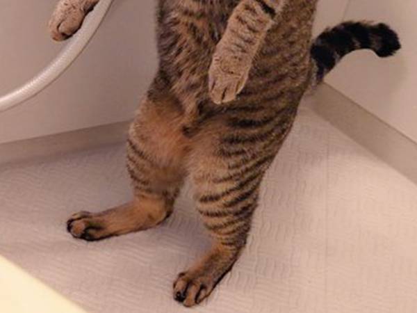 飼い主「めちゃくちゃ笑った」　風呂に菖蒲を入れたら、愛猫が？