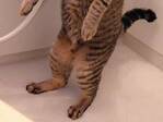 飼い主「めちゃくちゃ笑った」　風呂に菖蒲を入れたら、愛猫が？