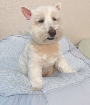 人間の相手に疲れた犬　GW最終日に見せた表情が、こちら