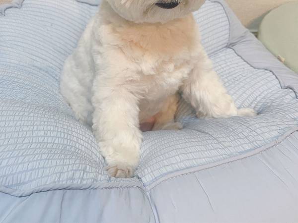 人間の相手に疲れた犬　GW最終日に見せた表情が、こちら