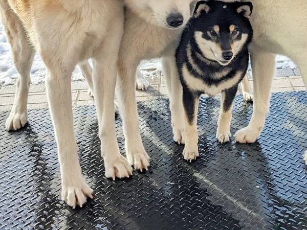 くっつき合う秋田犬　よく見ると…「目を疑った」「これは衝撃的」