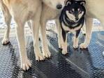 くっつき合う秋田犬　よく見ると…「目を疑った」「これは衝撃的」