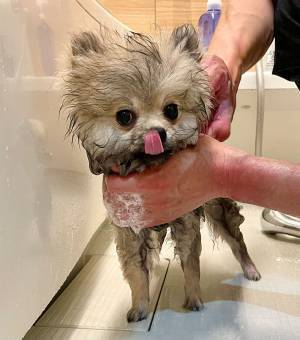 『初体験』を味わったポメ　表情に「おとなしすぎる」「余裕そう」