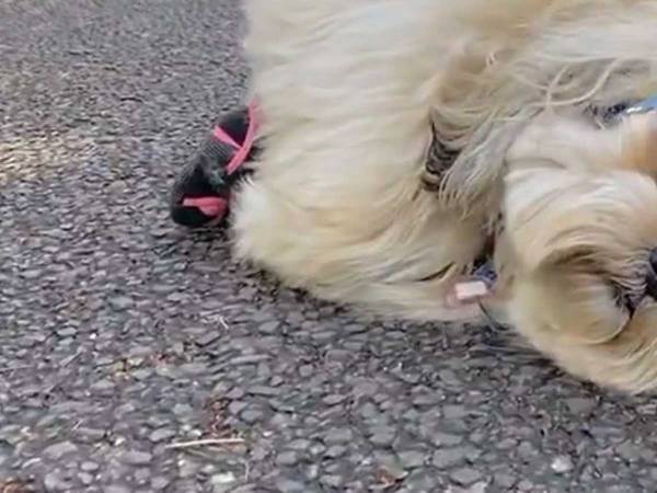 散歩中に寝転がってしまった犬　理由に「こんなことある？！」「うらやましい」