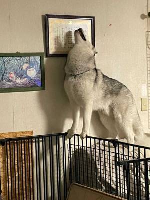 そこじゃなきゃダメ…？　空腹のシベリアンハスキー、驚きの手段に出る