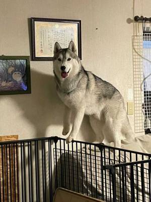 そこじゃなきゃダメ…？　空腹のシベリアンハスキー、驚きの手段に出る