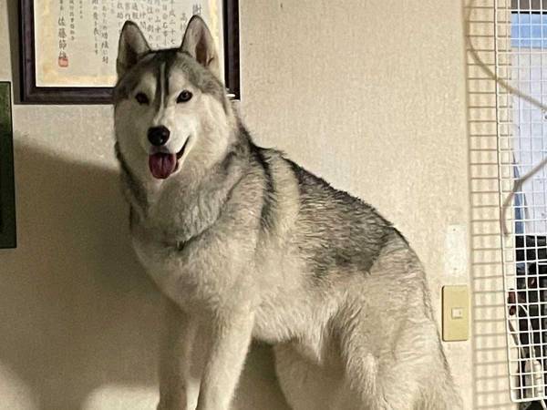 そこじゃなきゃダメ…？　空腹のシベリアンハスキー、驚きの手段に出る