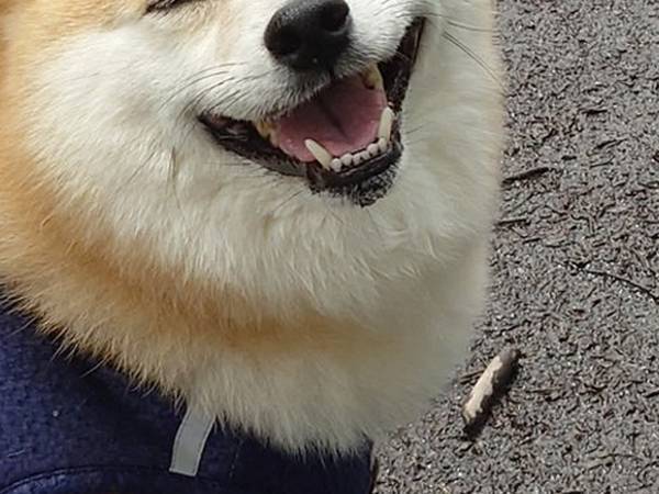 散歩中、飼い主を振り返った柴犬　その光景に「泣けてきた」「最高か」