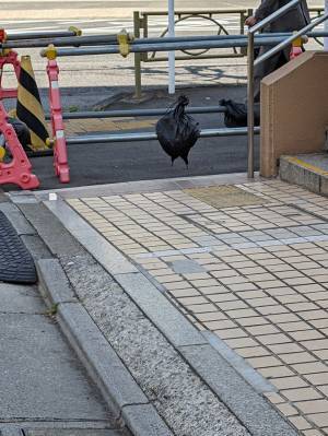 「拡大してやっと気付くレベル」　鳥だと思ったものが、実は…？