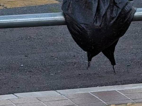 「拡大してやっと気付くレベル」　鳥だと思ったものが、実は…？