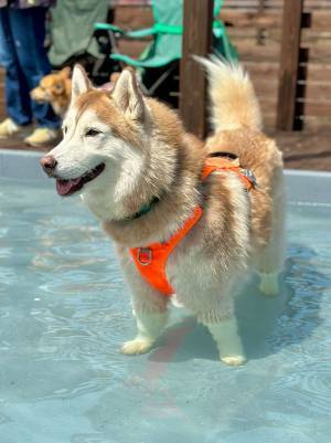 凛々しい表情のハスキー犬　でも足元を見てみると…？