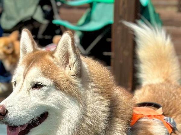 凛々しい表情のハスキー犬　でも足元を見てみると…？