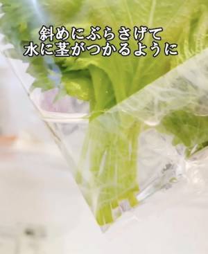 野菜を長持ちさせる保存方法に「いいこと聞いた」　大葉は袋を斜めに傾けて…