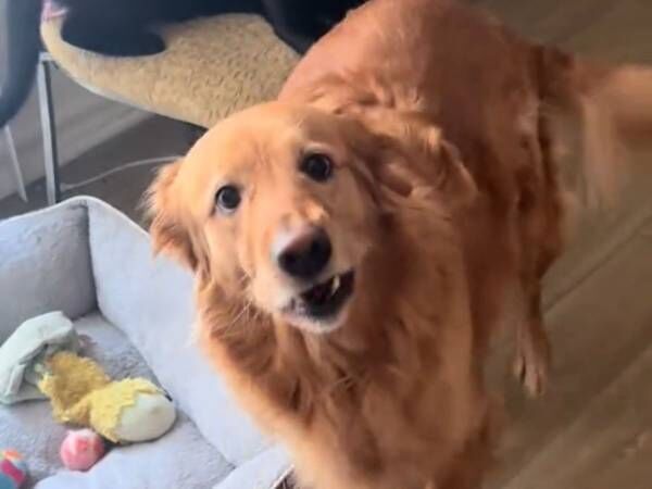 leilathegoldenretriever