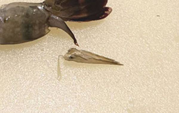 くるんと曲がるエビフライ　まっすぐ揚げるコツに「感動した！」