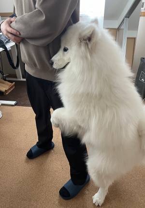 行かないでぇ～！　サモエドの愛情表現に「心苦しい」