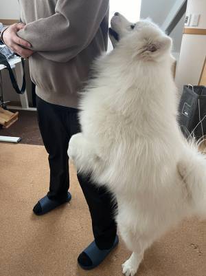 行かないでぇ～！　サモエドの愛情表現に「心苦しい」