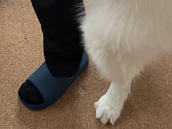 行かないでぇ～！　サモエドの愛情表現に「心苦しい」