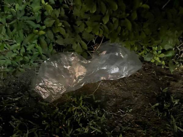 「白猫だ！って走って追いかけたのに」　茂みの中で見つかった正体がコレ