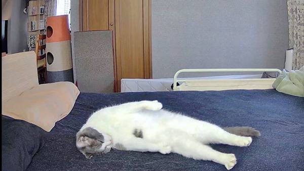 ペットカメラを見て「家が乗っ取られる」と思った男性　そこに映っていたのは…