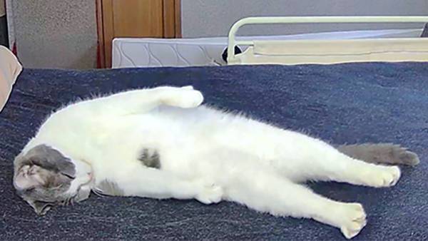 ペットカメラを見て「家が乗っ取られる」と思った男性　そこに映っていたのは…