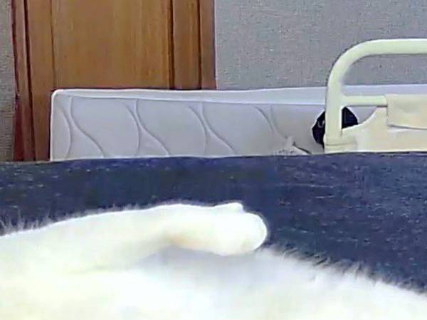 ペットカメラを見て「家が乗っ取られる」と思った男性　そこに映っていたのは…