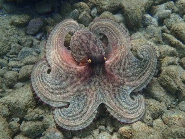 誰か背後にいる…『視線の正体』に「おまえかい！」「ポーズに笑った」