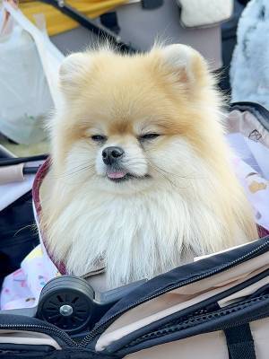 ウキウキで外出したポメ　数時間後の姿に「ごめん吹いた」「露骨すぎ」