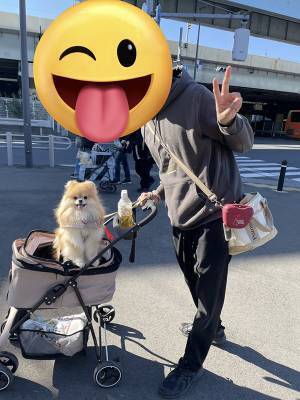 ウキウキで外出したポメ　数時間後の姿に「ごめん吹いた」「露骨すぎ」