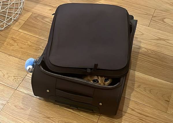 飼い主を見て、何かを察した猫　取った行動に「これはアカン」