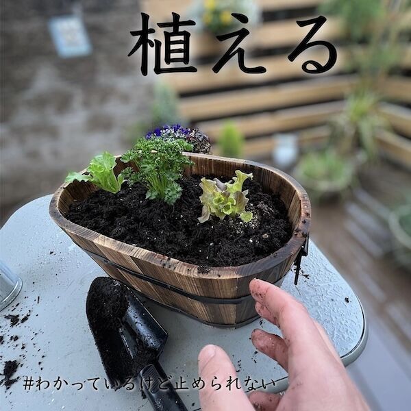 植物が植えられたプランター